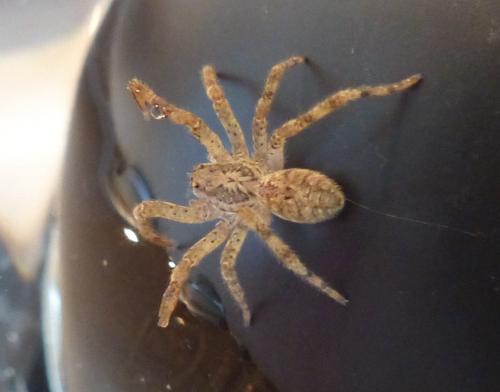 Zoropsis spinimana